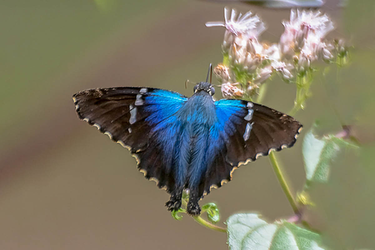 Dorsal de Astraptes erycina