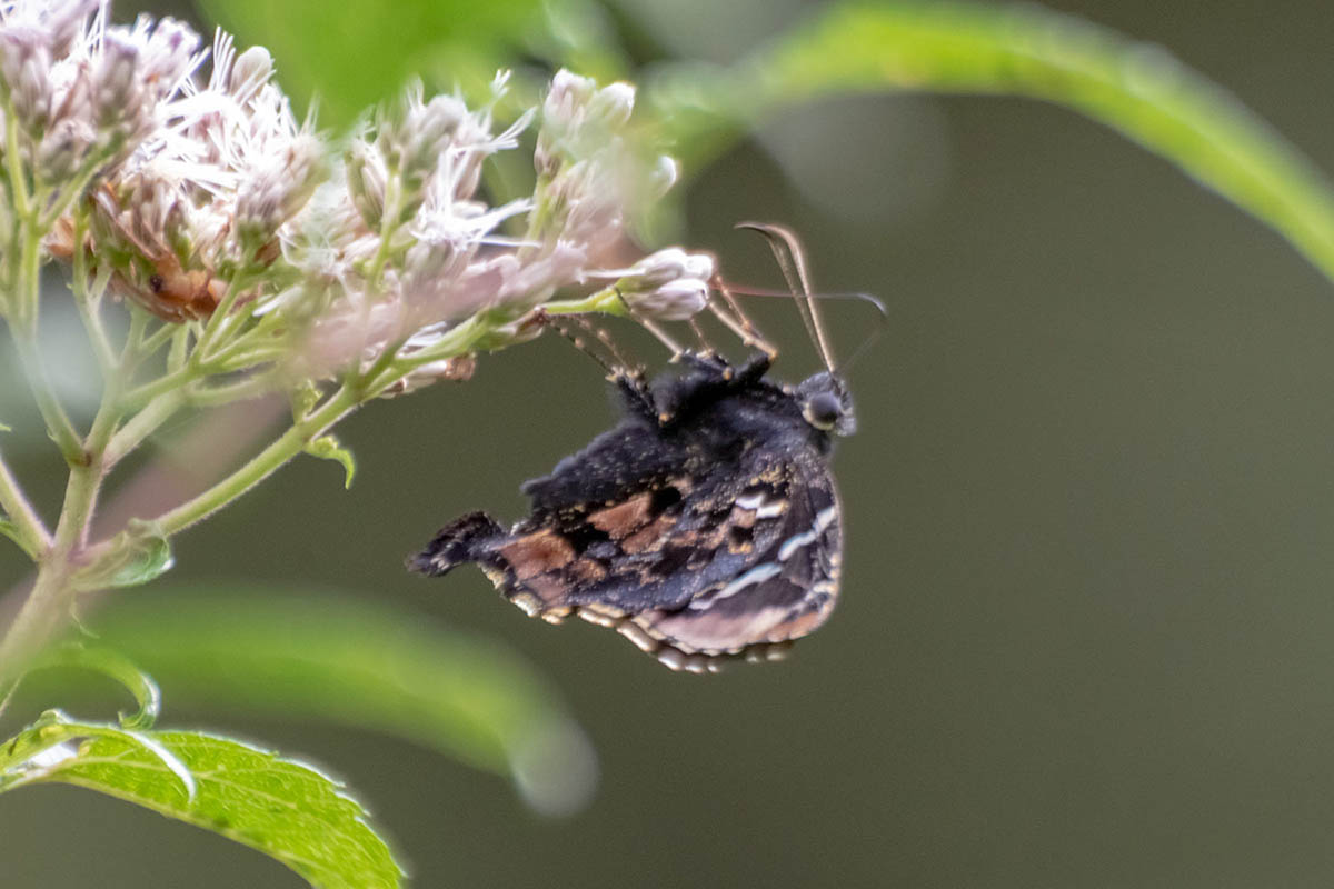 Ventral de Astraptes erycina