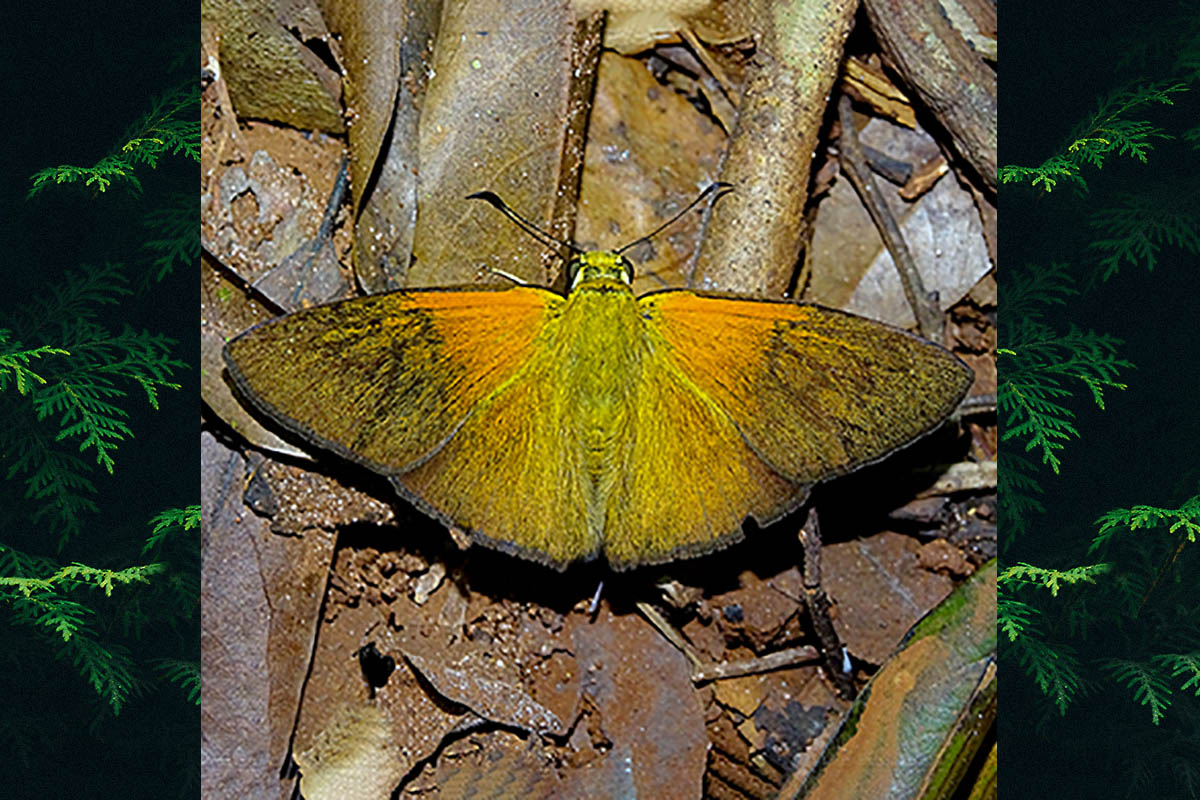 Dorsal de Augiades epimethea epimethea