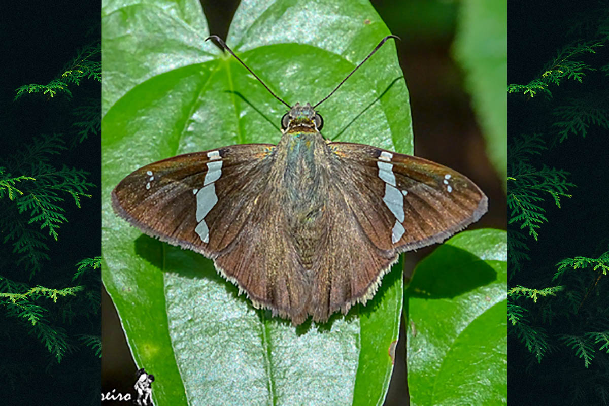 Dorsal de Autochton neis