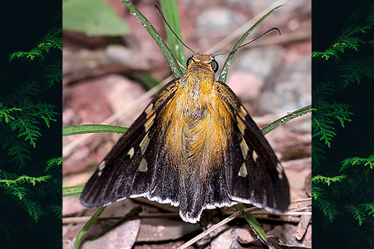 Dorsal de Epargyreus socus socus