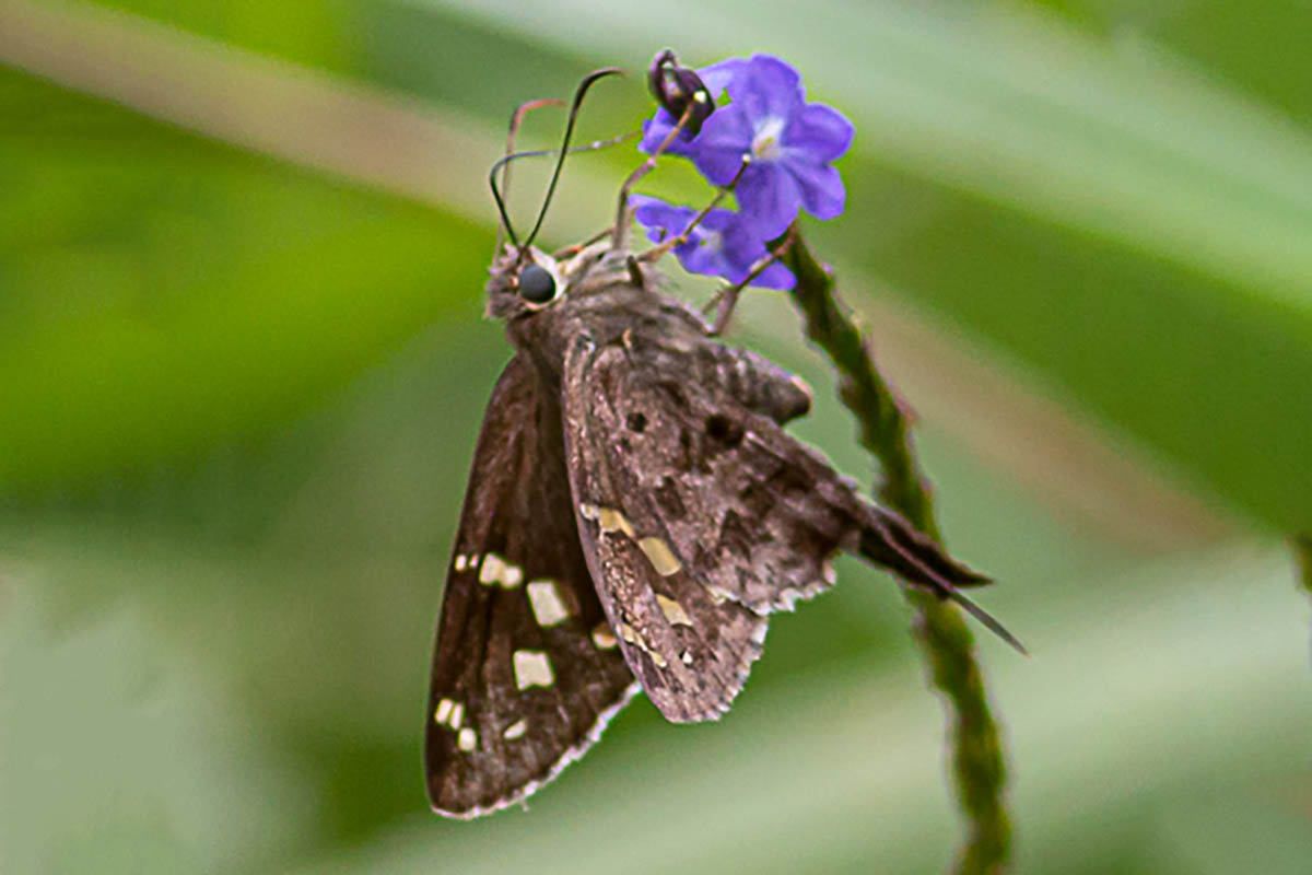 Dorsal de Cecropterus dorantes dorantes