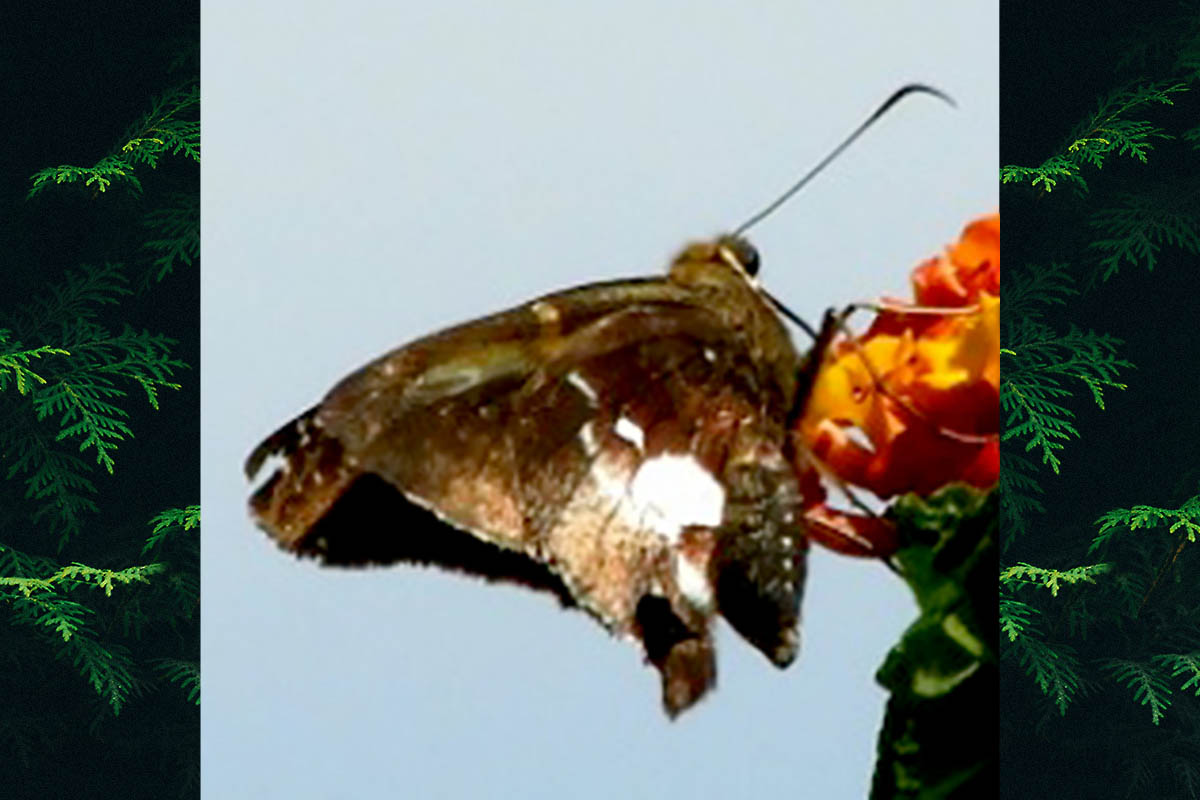Ventral de Epargyreus pseudexadeus