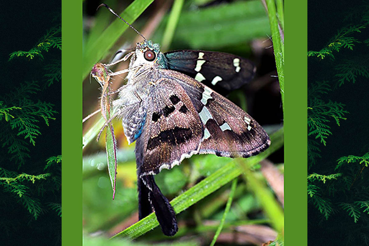 Ventral de Urbanus esta