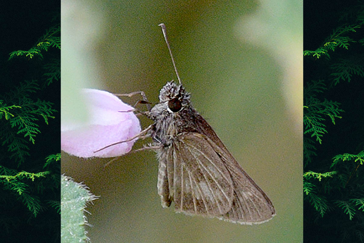 Ventral de Callimormus corades