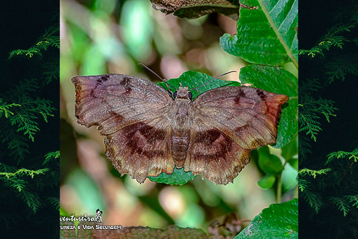 Dorsal de Achlyodes busirus rioja