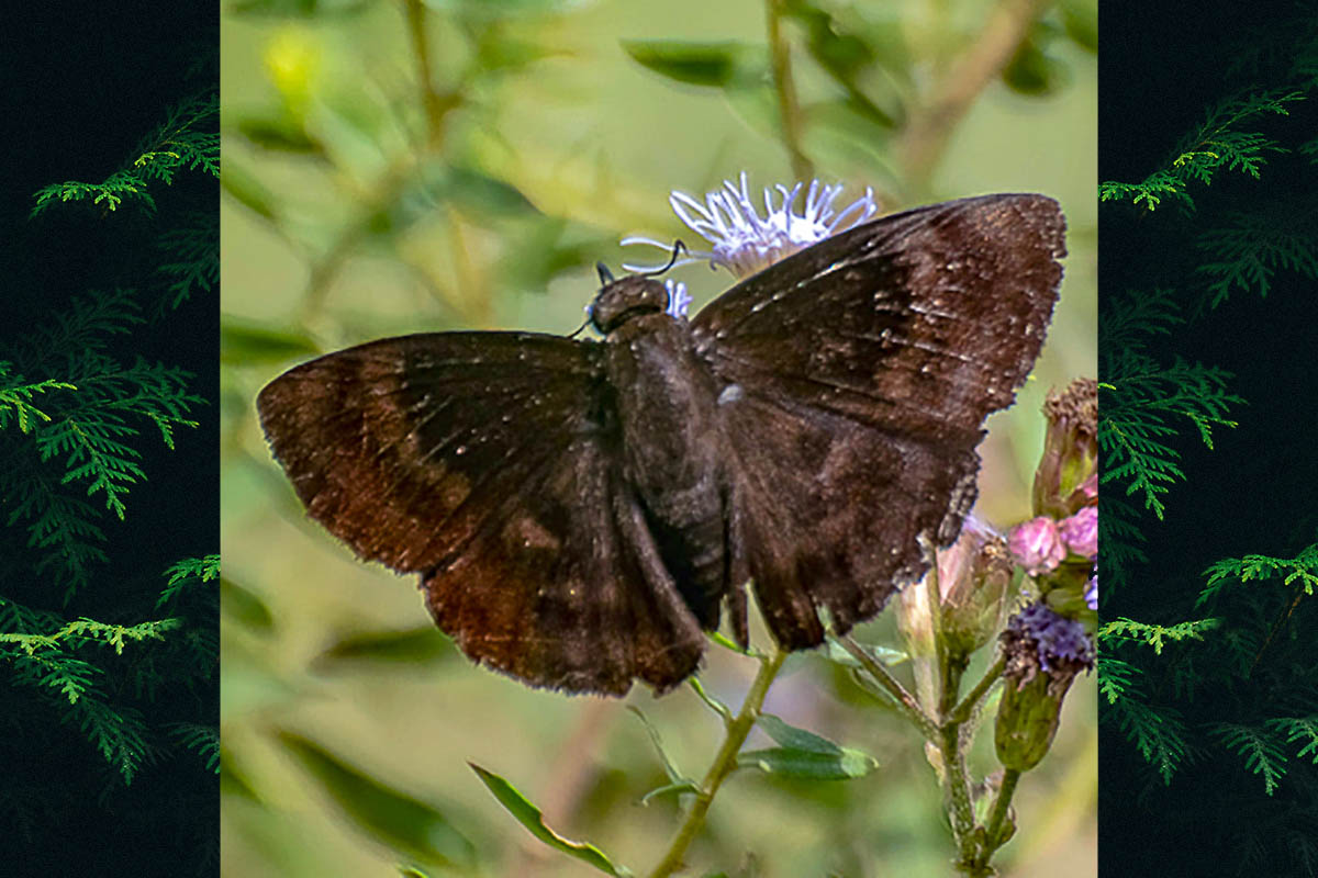 Dorsal de Aethilla echina coracina