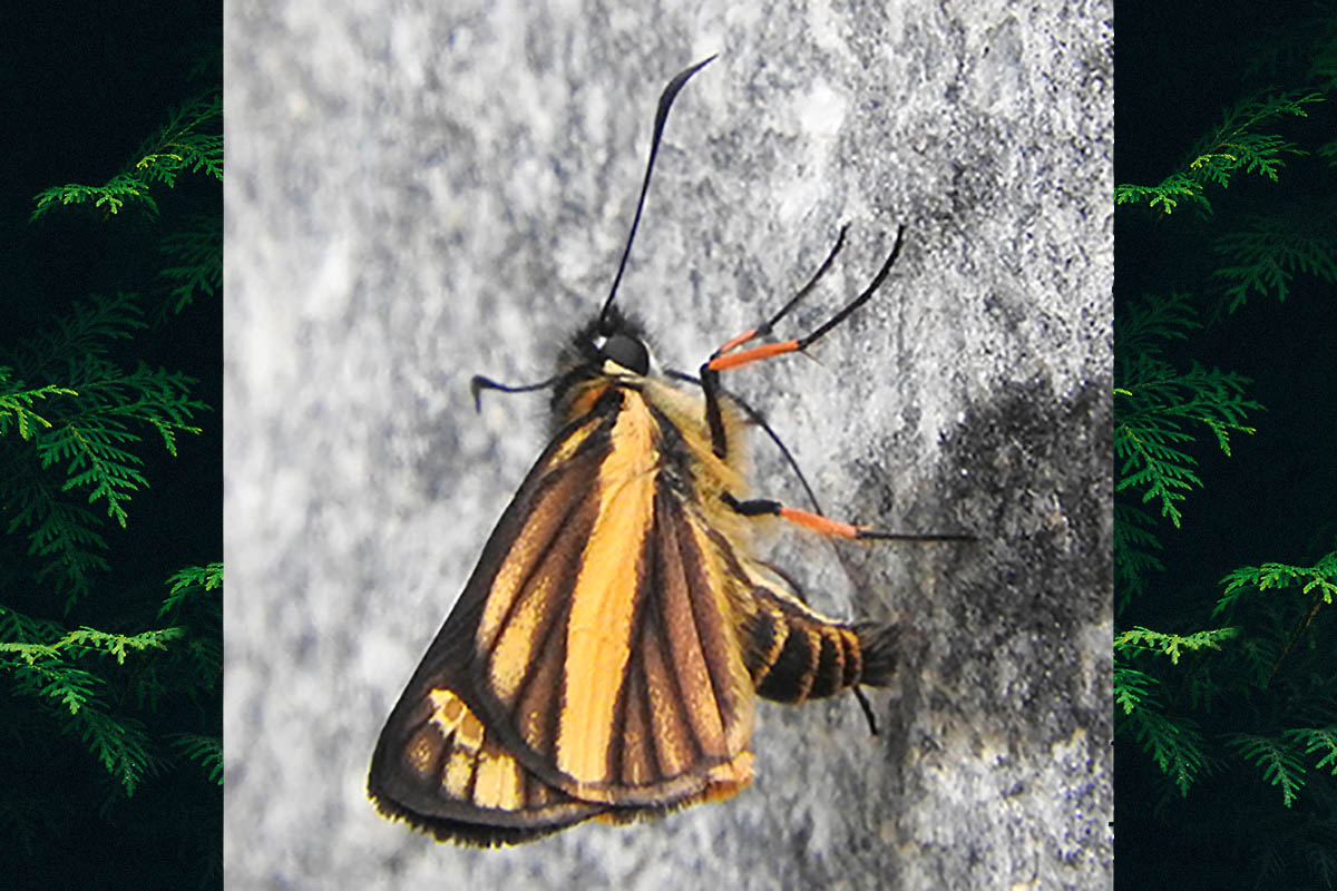 Ventral de Dalla jelskyi aurosa