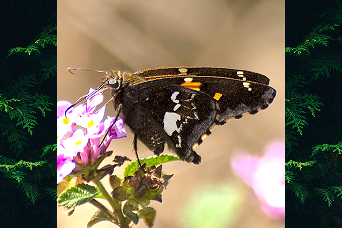 Ventral de Epargyreus exadeus