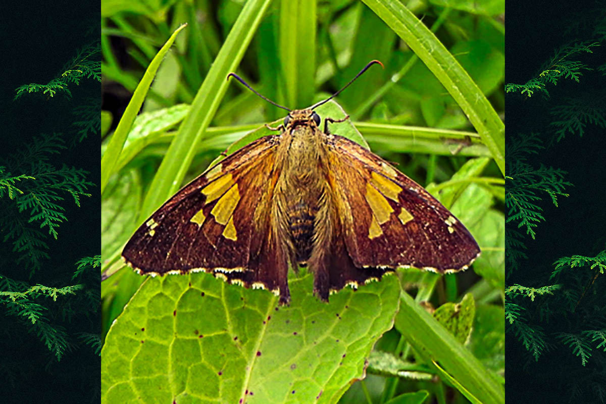 Dorsal de Epargyreus pseudexadeus