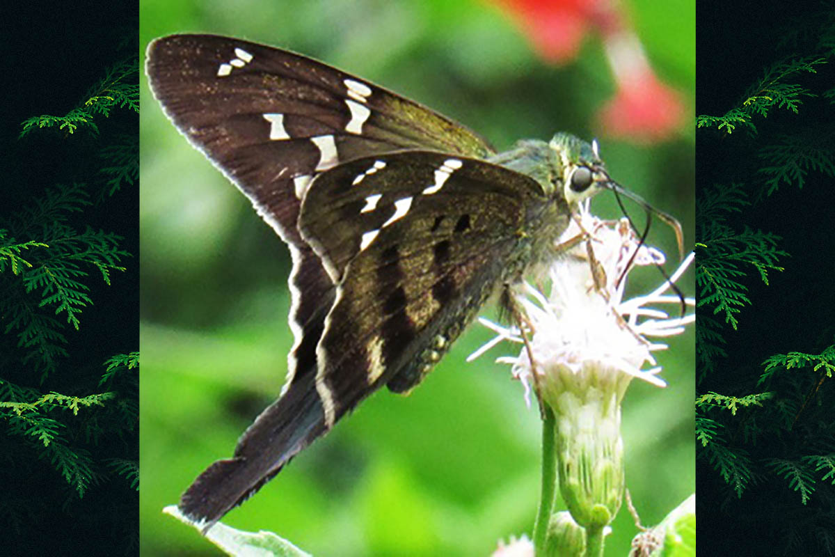 Dorsal de Urbanus velinus