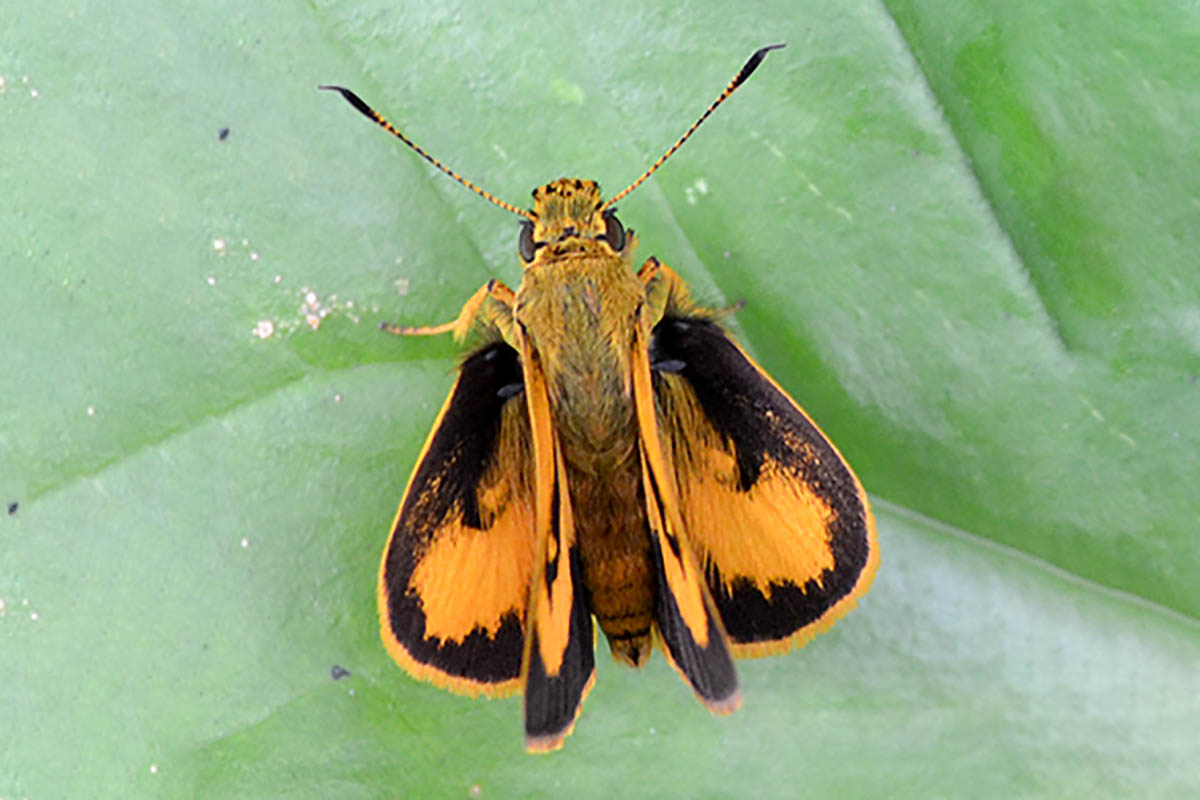 Dorsal de Anthoptus epictetus