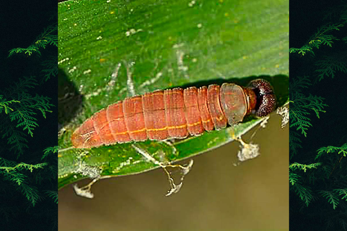 Estágio imaturo de Urbanus proteus proteus