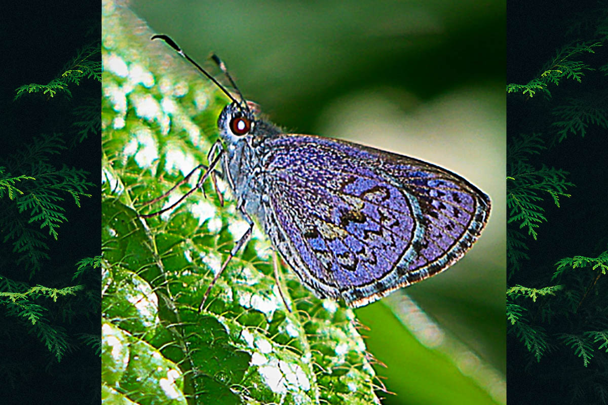 Ventral de Artines aquilina