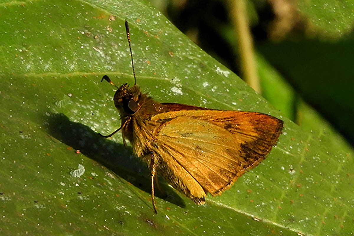 Ventral de Anthoptus epictetus