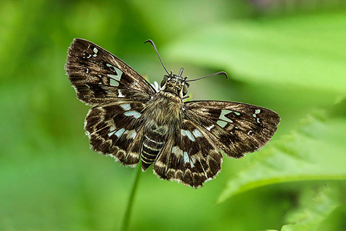 Dorsal de Udranomia orcinus