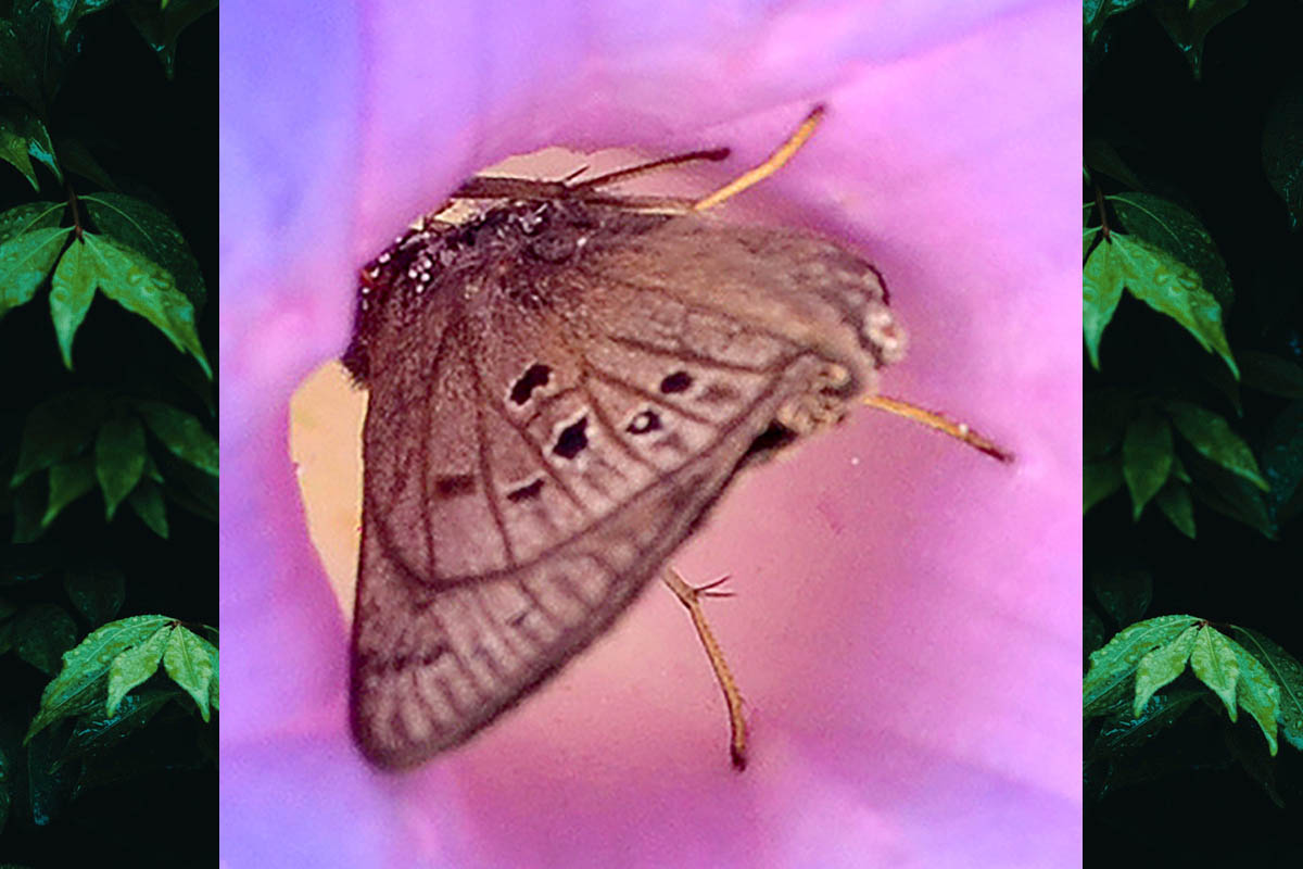 Ventral de Carystus lota