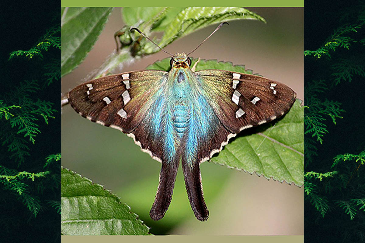 Dorsal de Urbanus esta