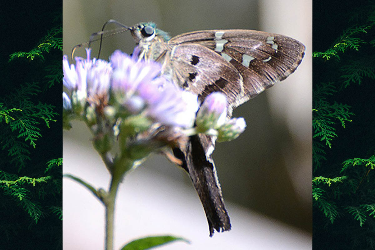 Ventral de Urbanus esmeraldus