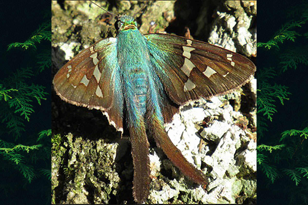 Dorsal de Urbanus esmeraldus