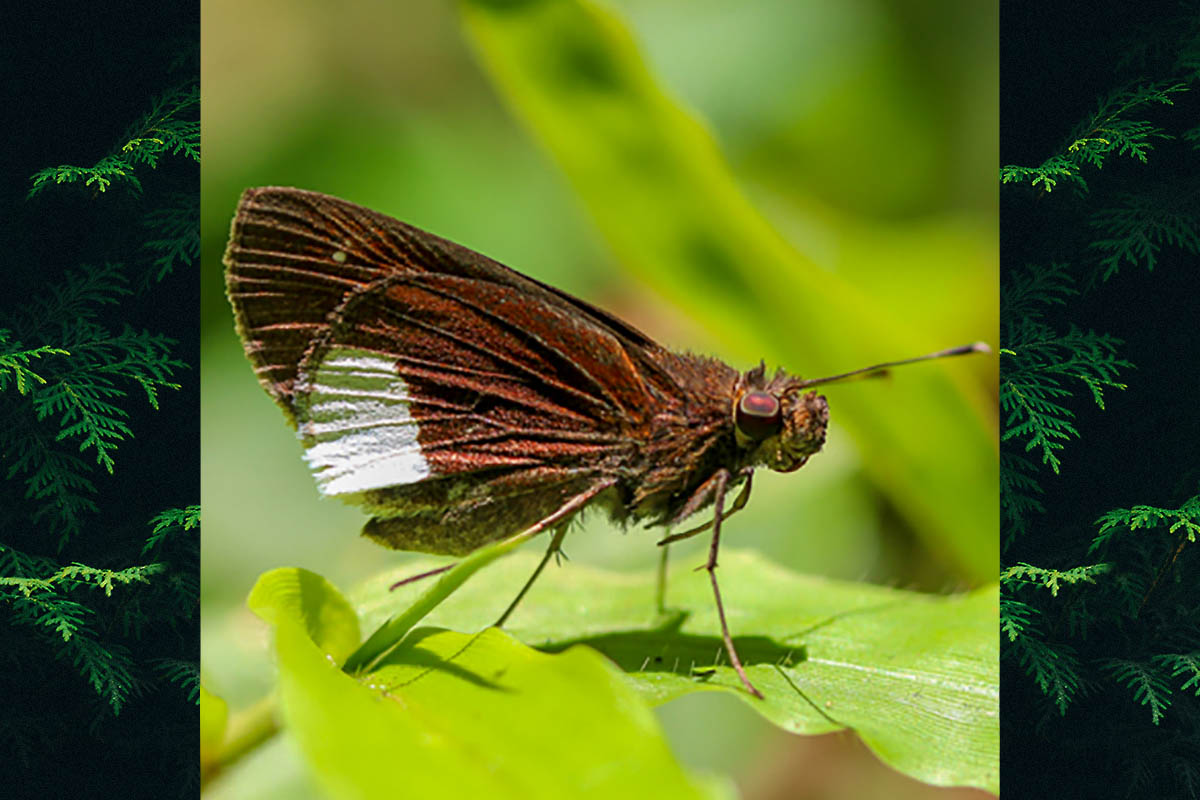 Ventral de Cobalus virbius hersilia