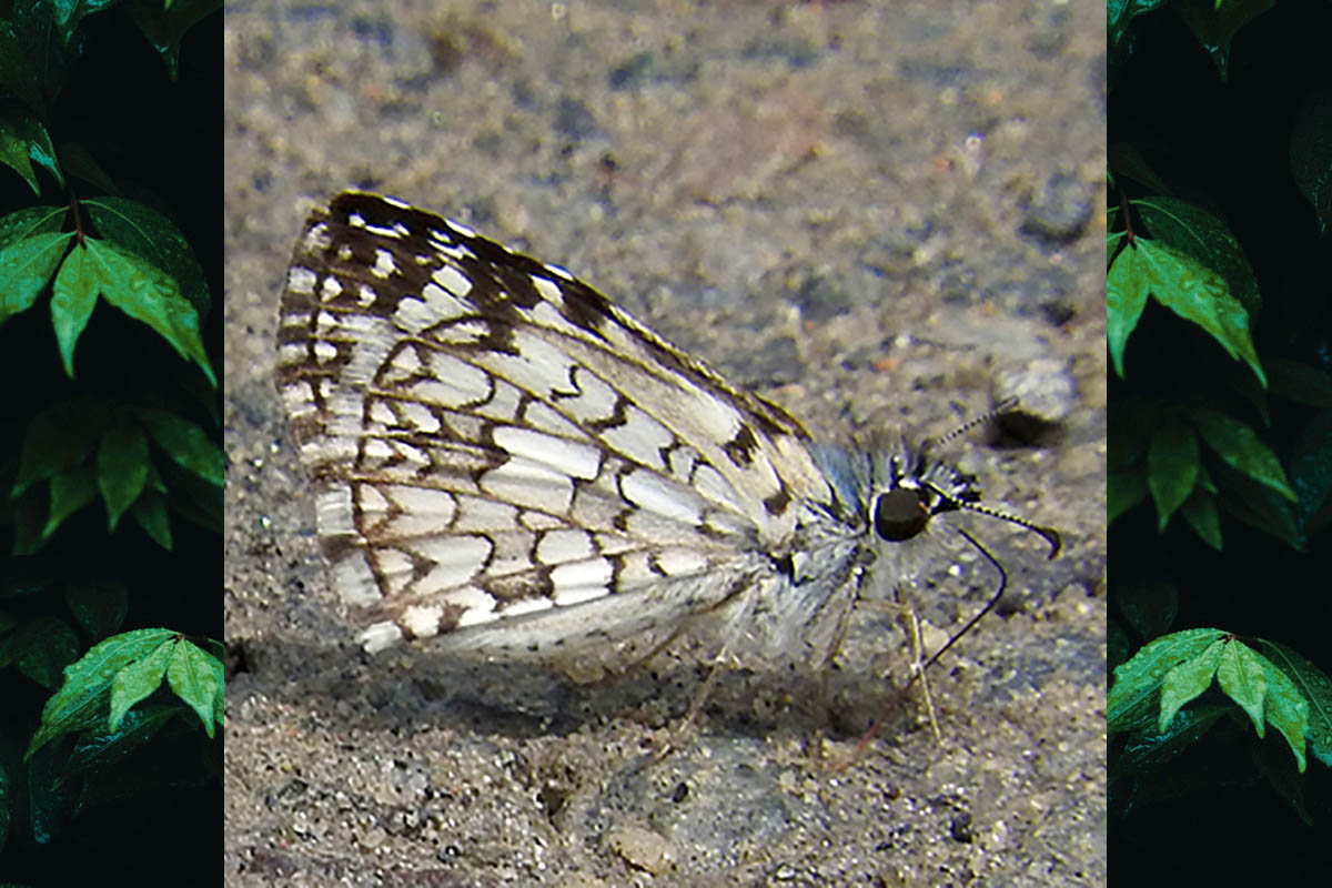 Ventral de Burnsius orcus
