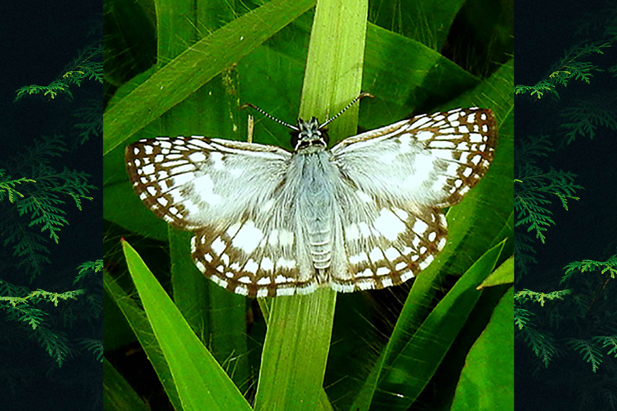 Dorsal de Burnsius orcus