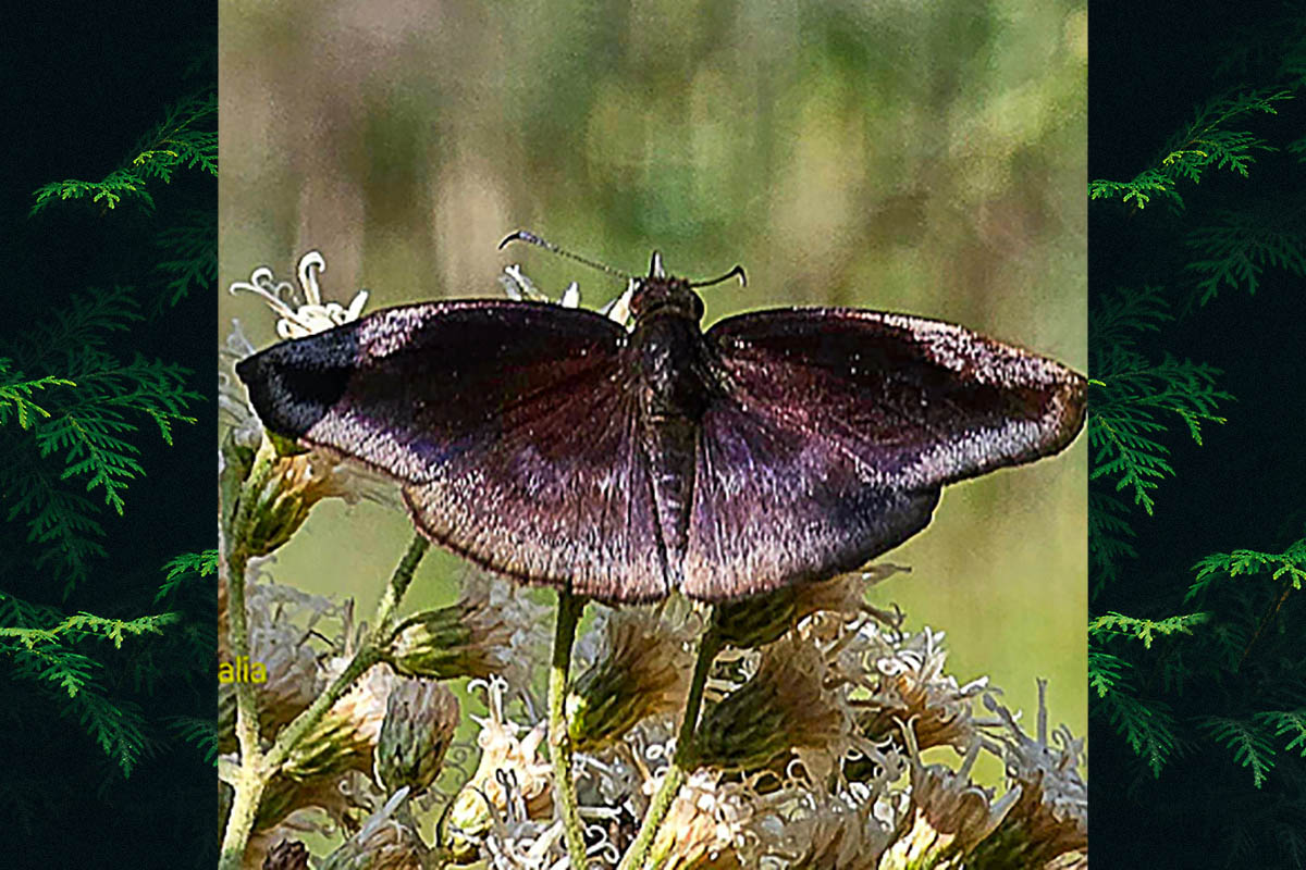Dorsal de Anastrus obscurus