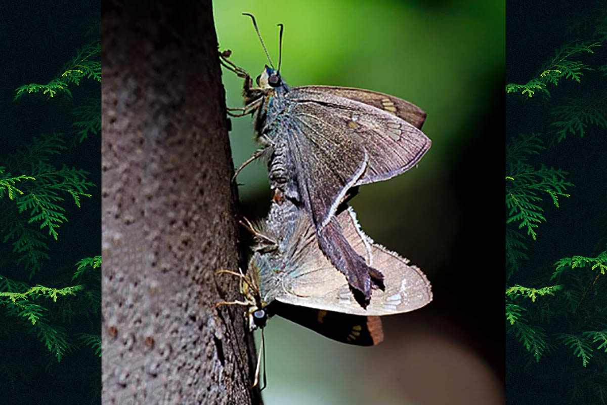 Ventral de Ectomis caunus