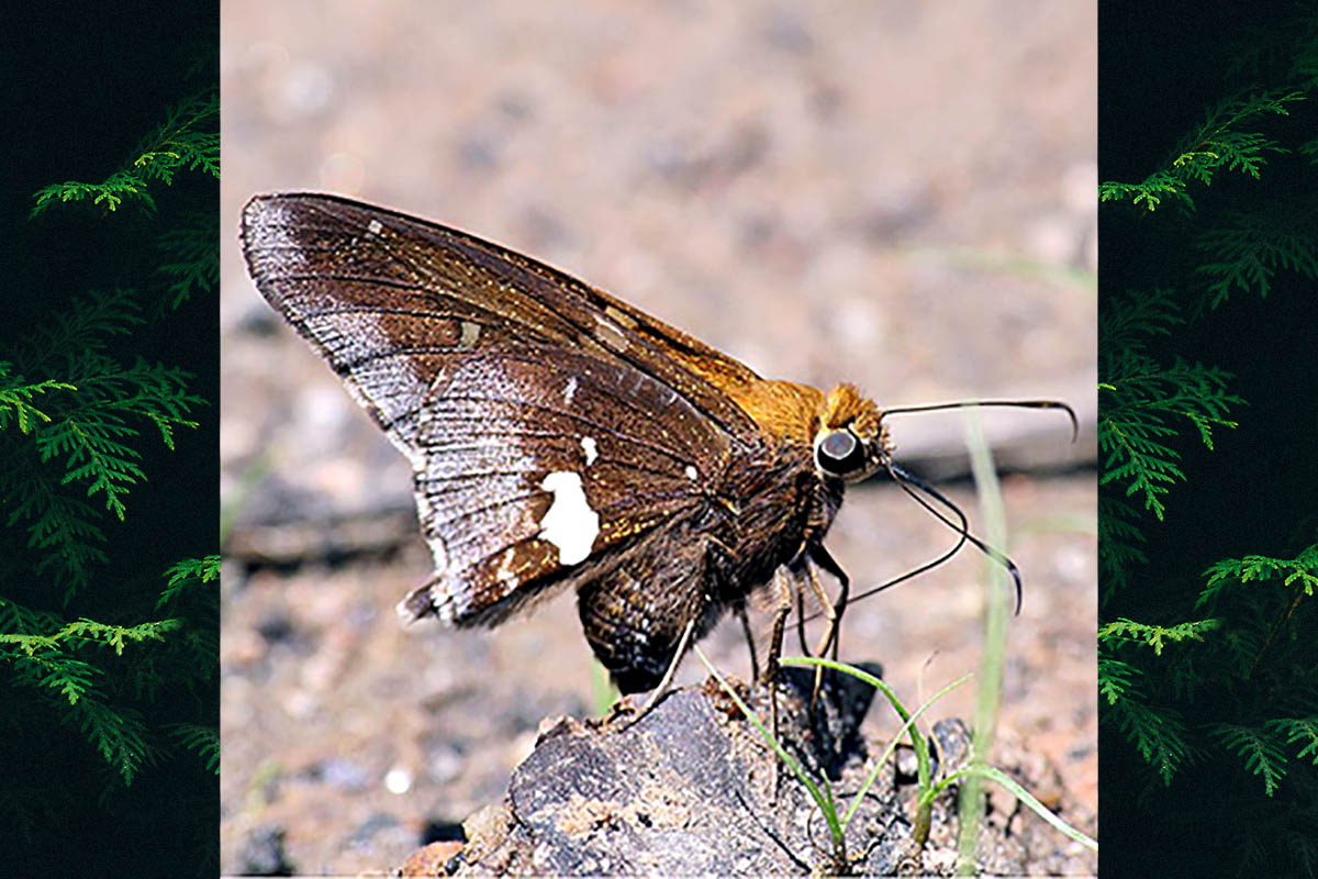 Ventral de Epargyreus socus socus