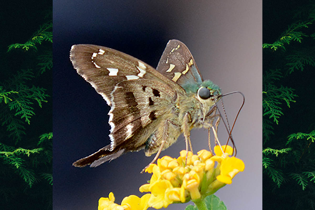 Ventral de Urbanus proteus proteus