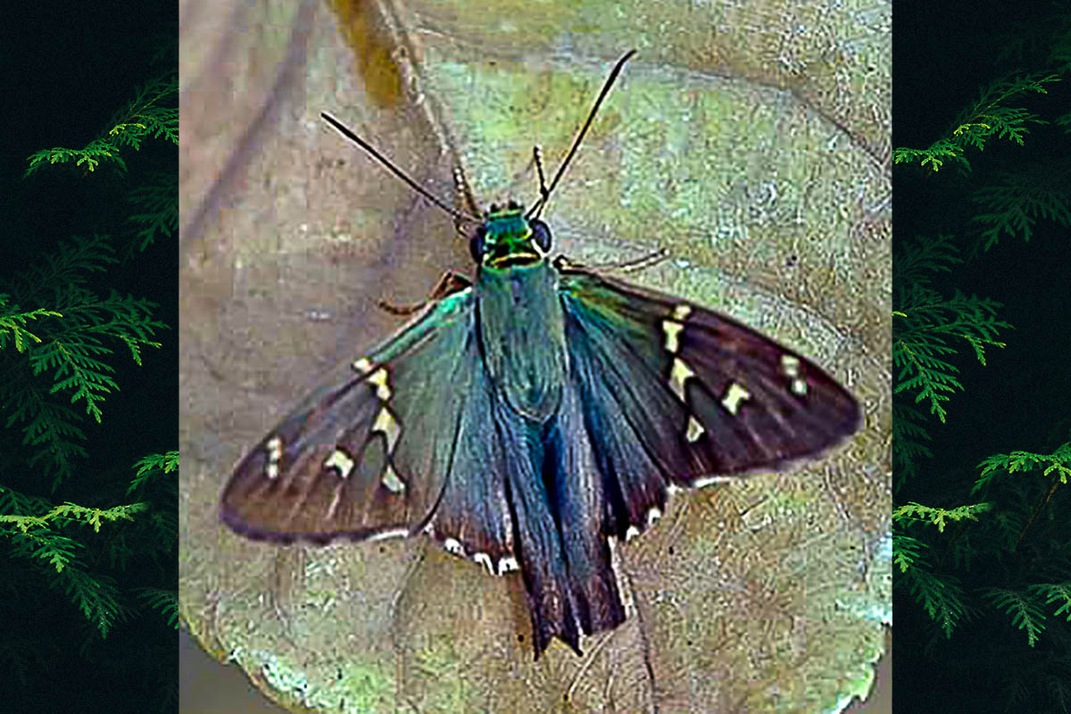 Dorsal de Urbanus proteus proteus