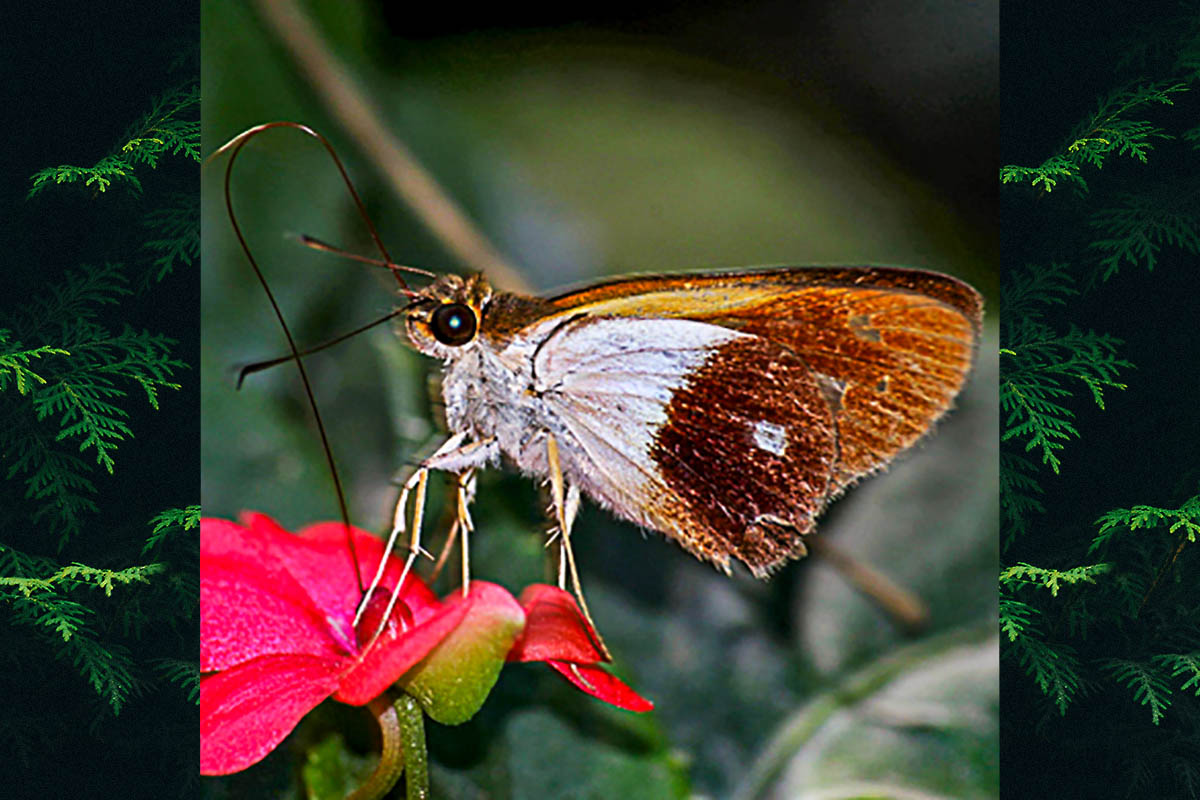 Ventral de Calpodes esperi esperi