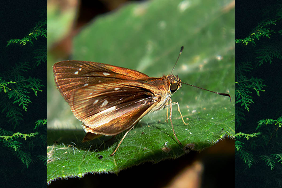 Dorsal de Cobalopsis nero
