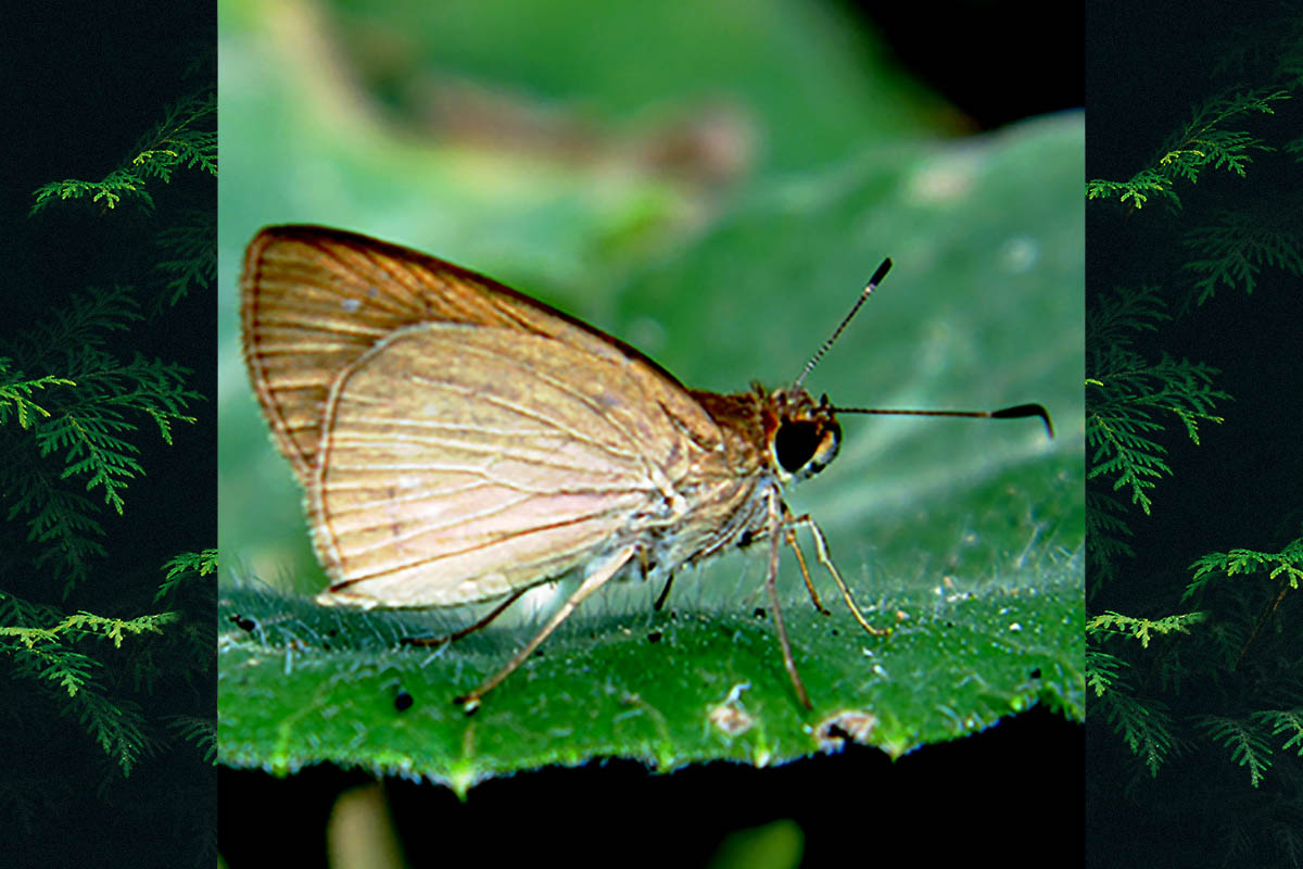 Ventral de Cobalopsis nero