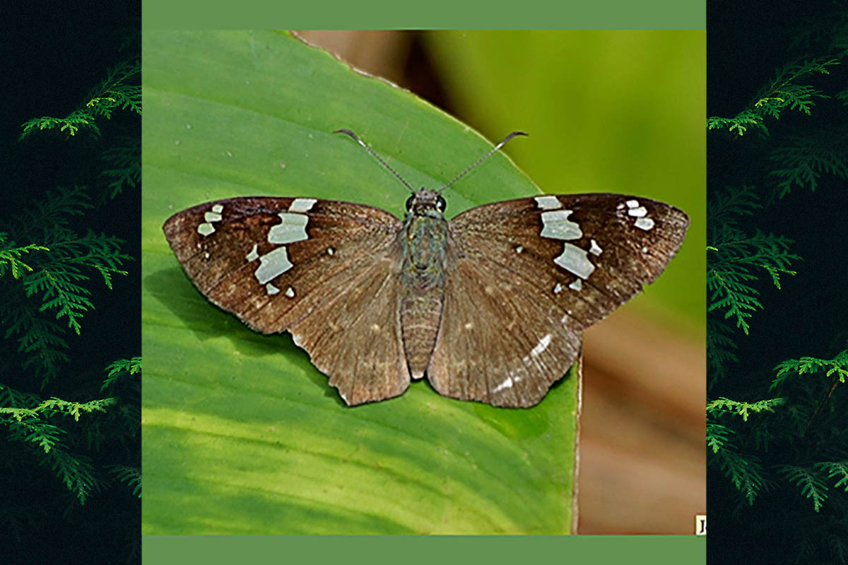Dorsal de Celaenorrhinus similis