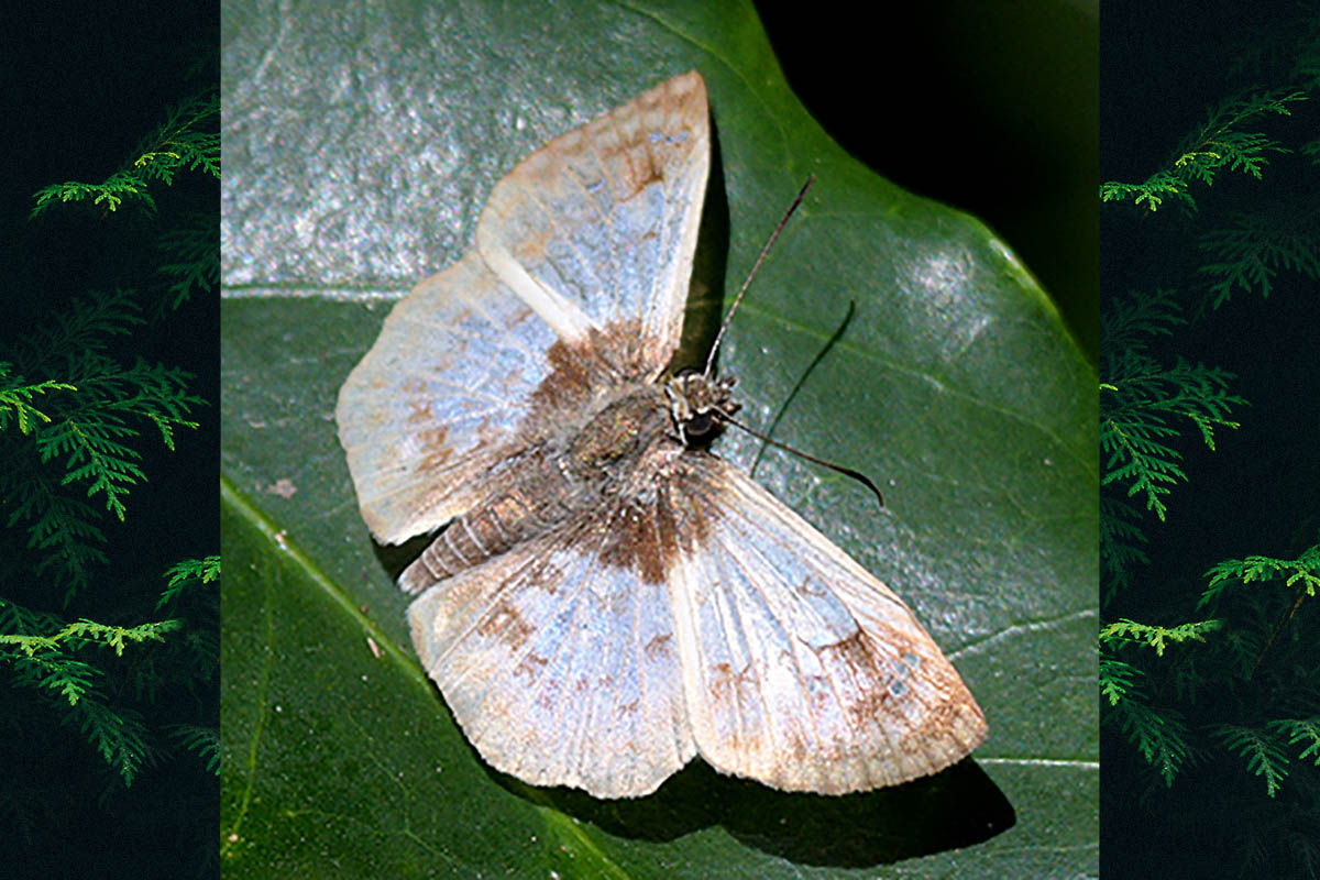 Dorsal de Canesia pallida