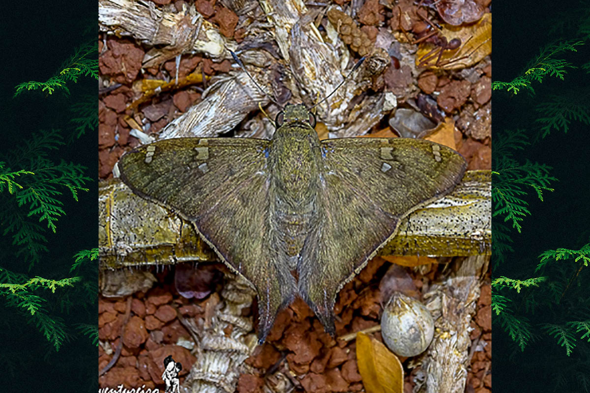 Dorsal de Ectomis octomaculata