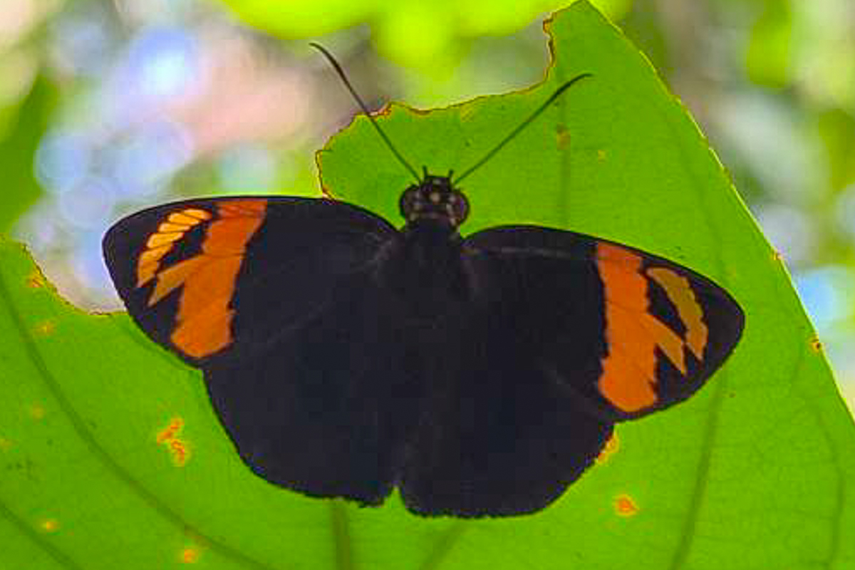 Dorsal de Entheus priassus priassus