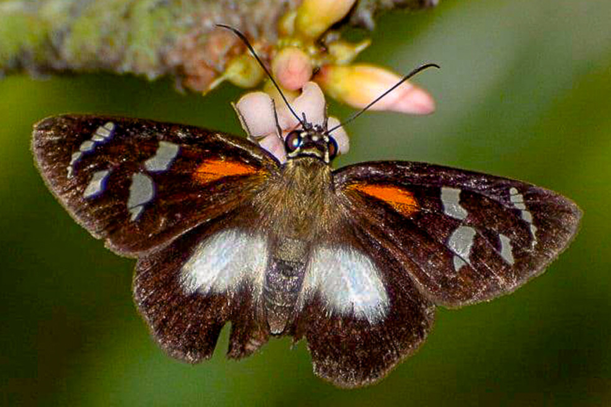 Dorsal de Entheus priassus pralina