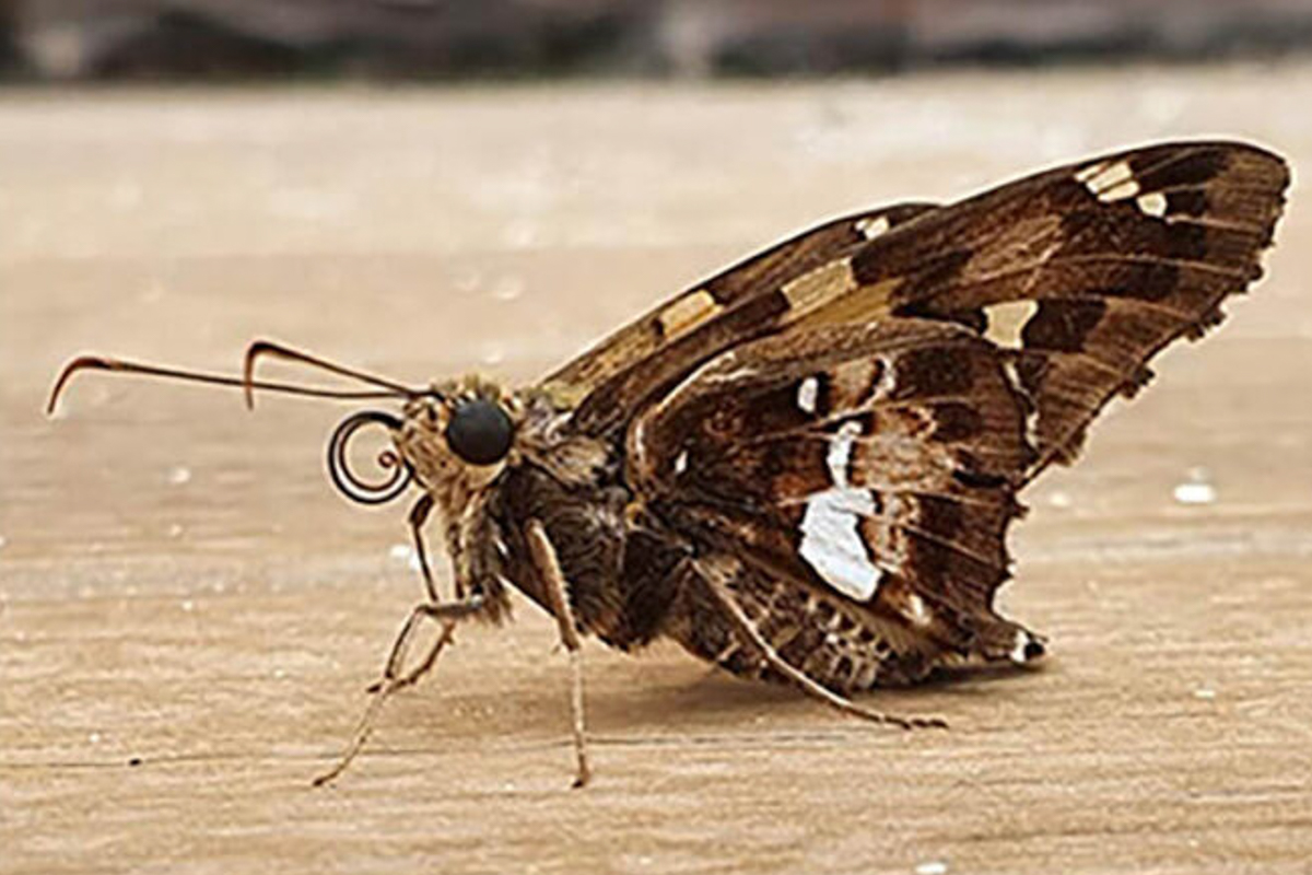Ventral de Epargyreus barisses