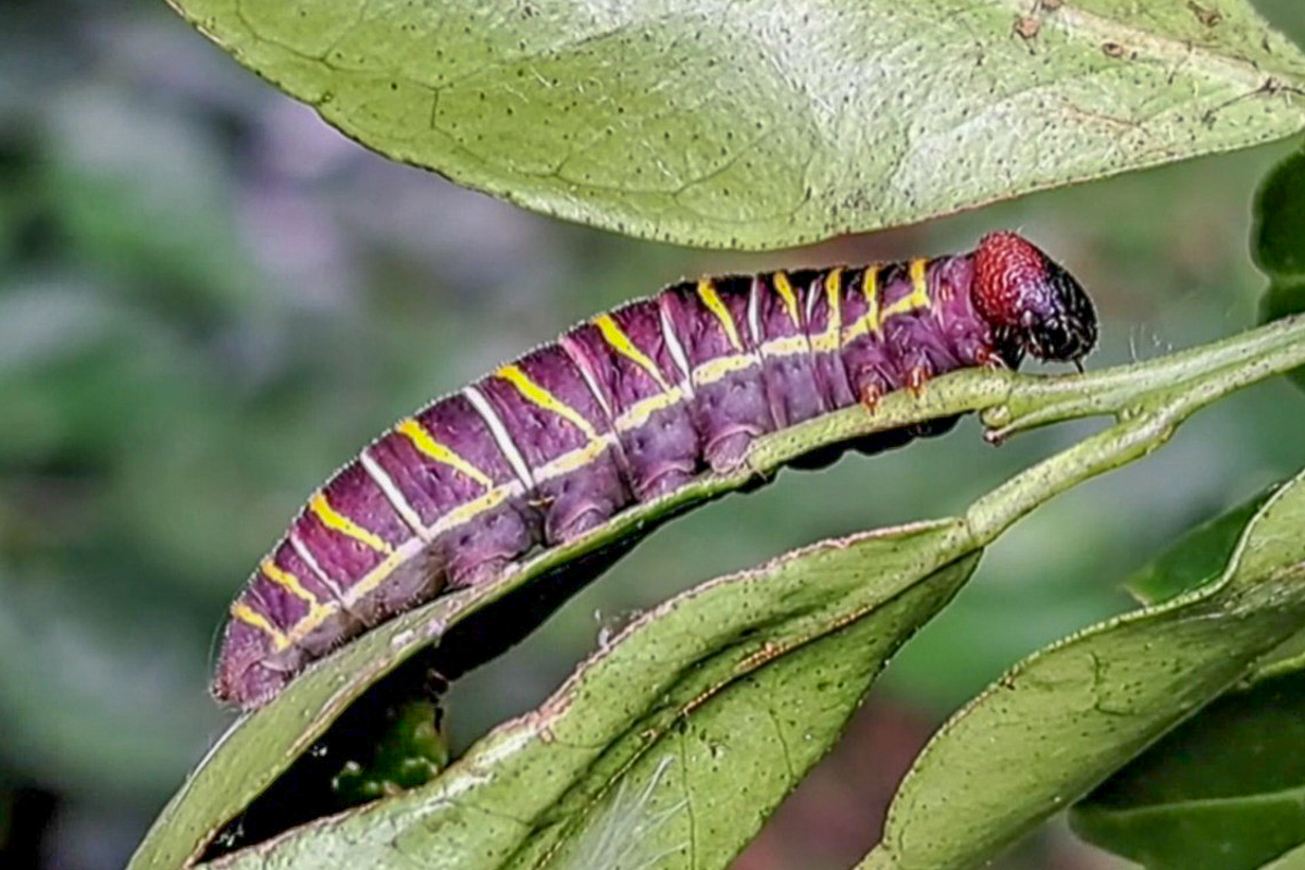 Estágio imaturo de Achlyodes busirus rioja