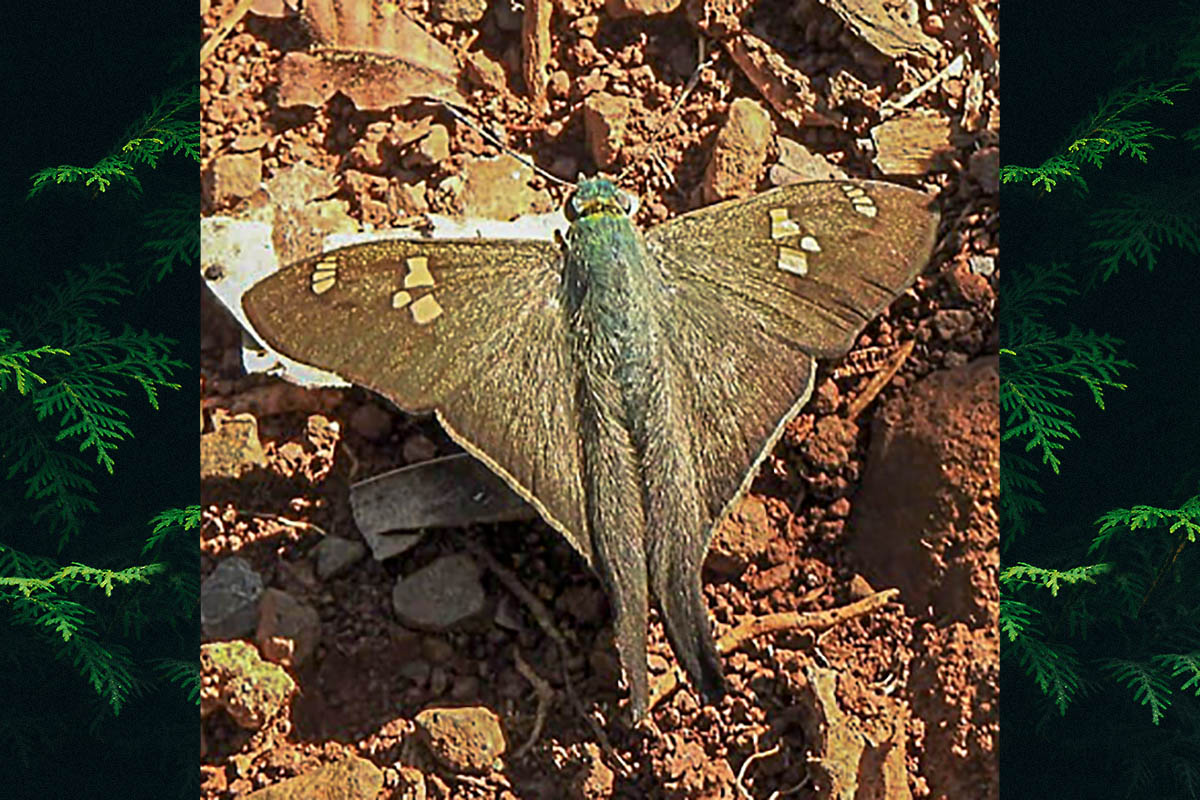 Dorsal de Ectomis caunus
