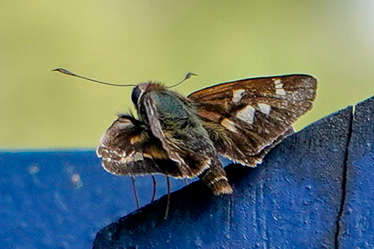 Dorsal de Aides duma argyrina