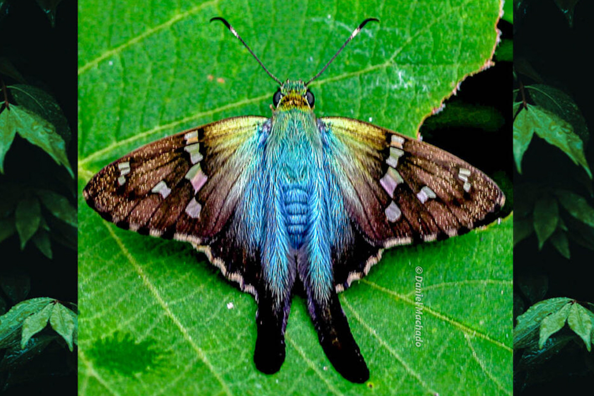 Dorsal de Urbanus belli