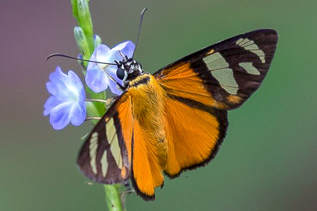 Dorsal de Entheus eunyas