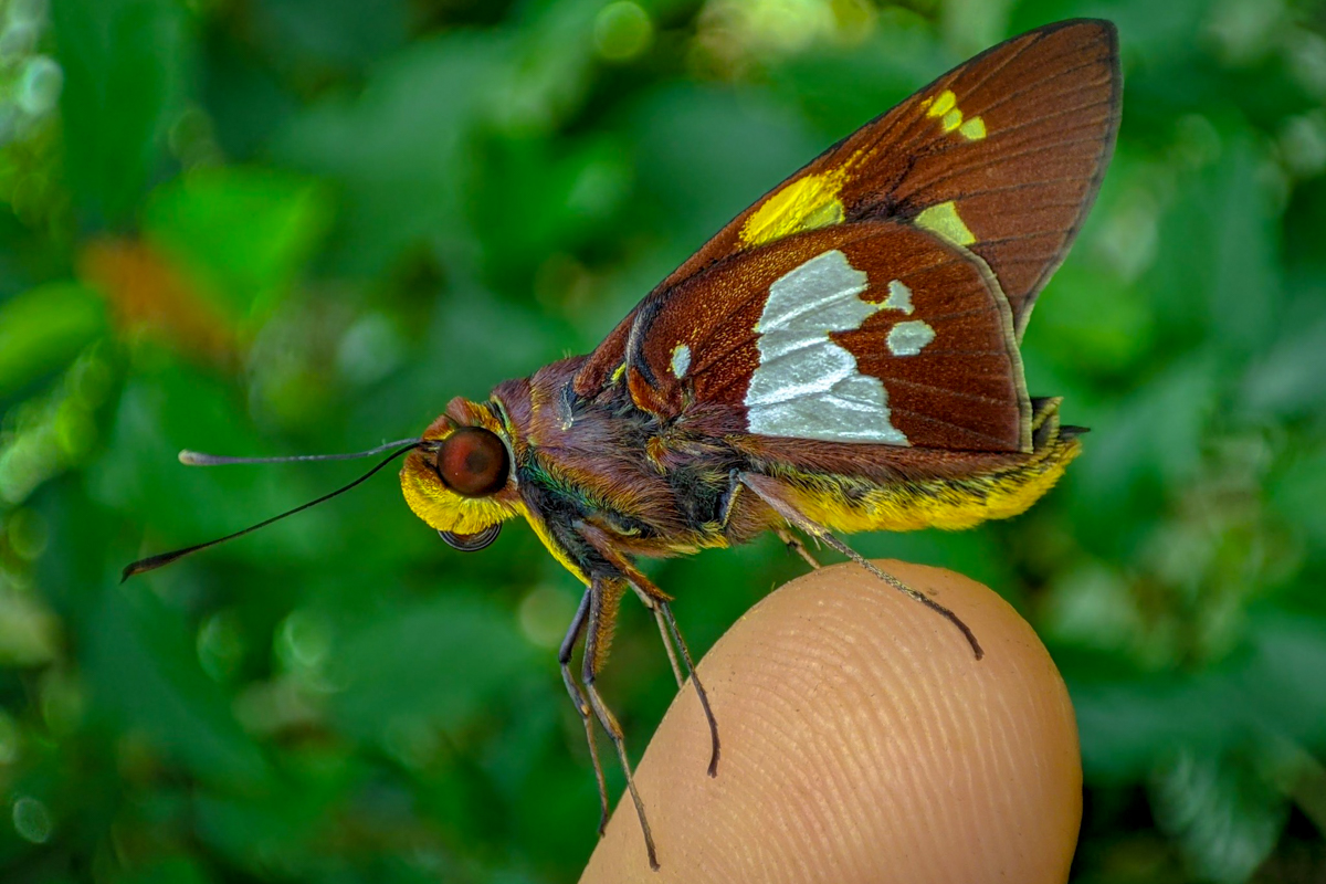 Ventral de Aides duma argyrina