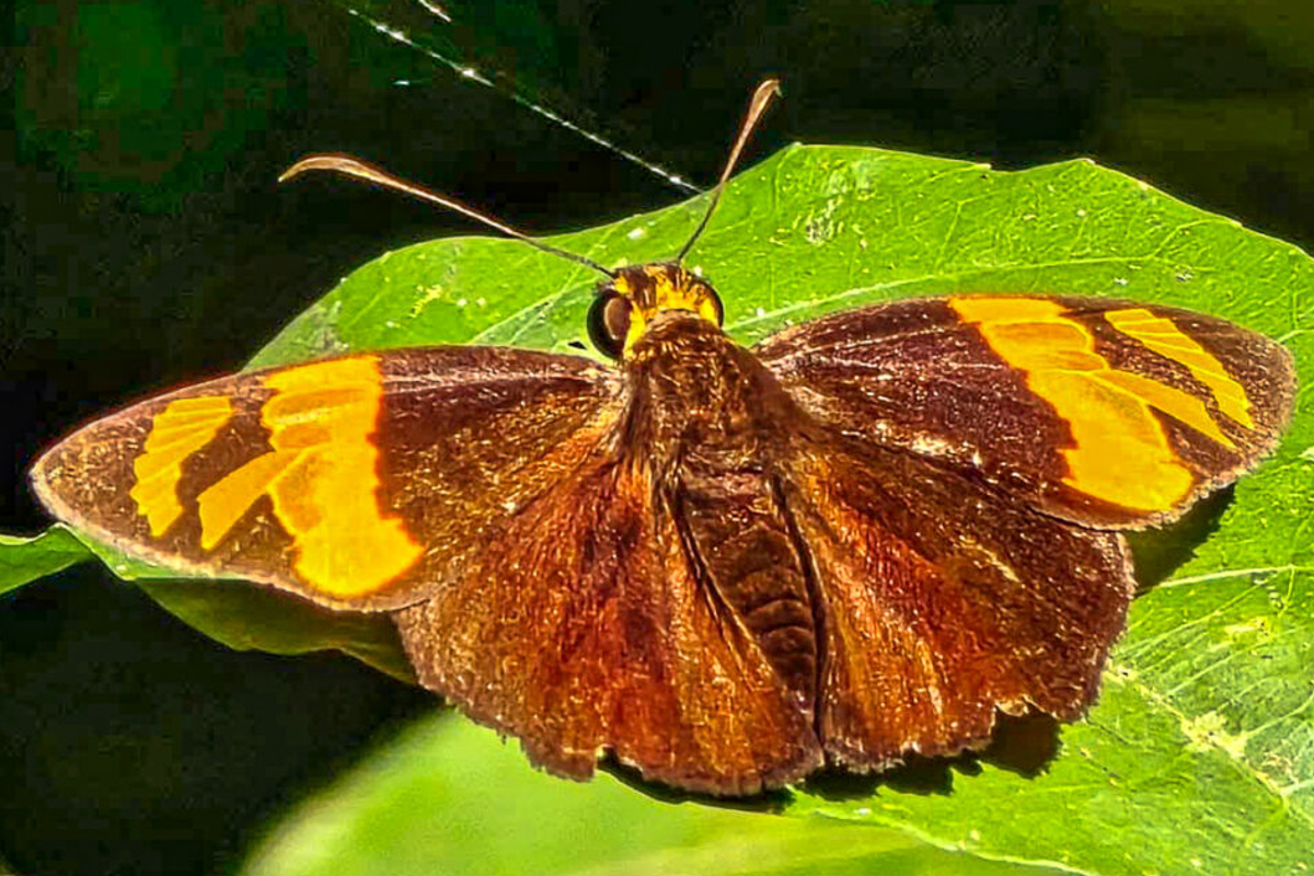Dorsal de Entheus aureanota