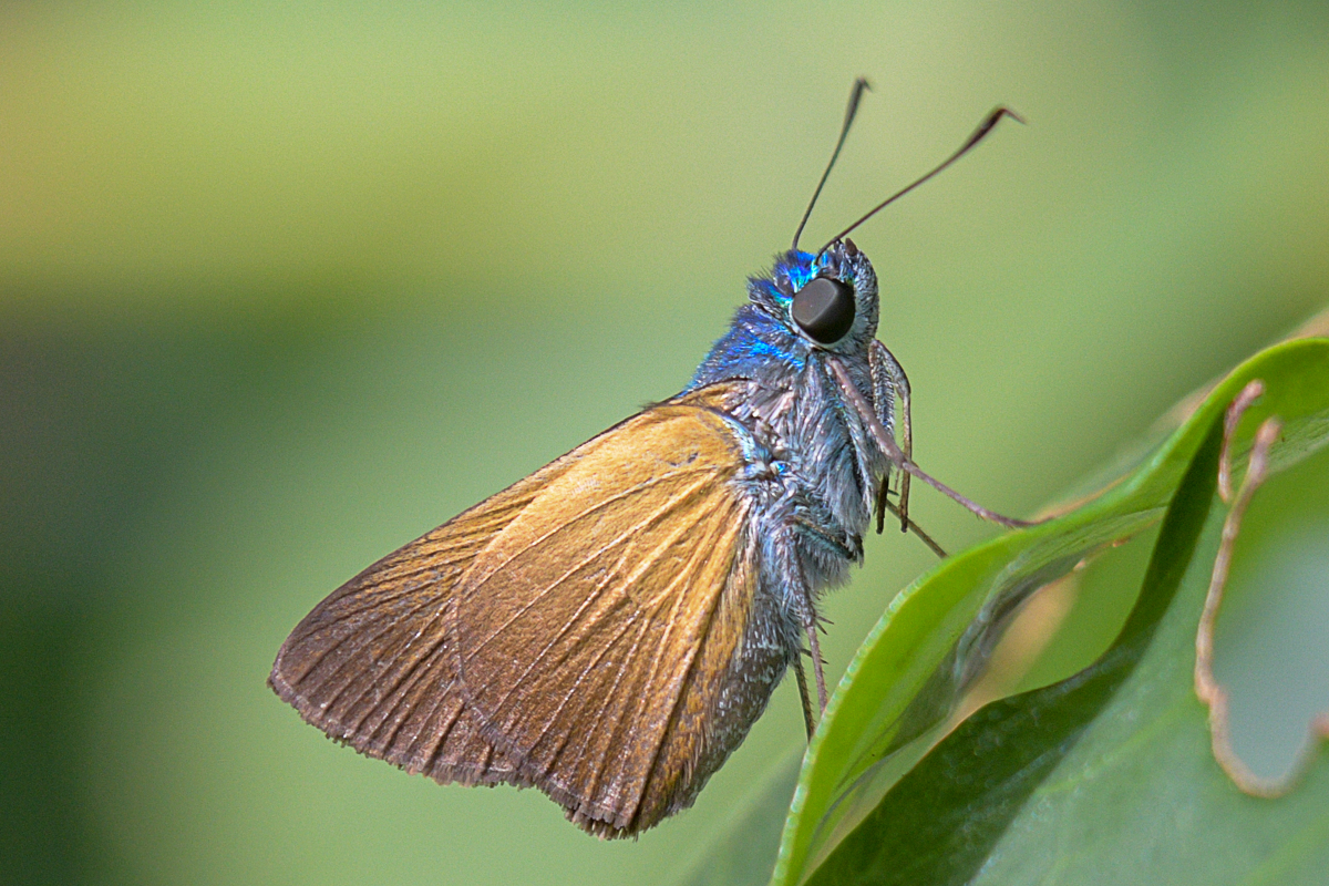 Ventral de Onophas columbaria distigma