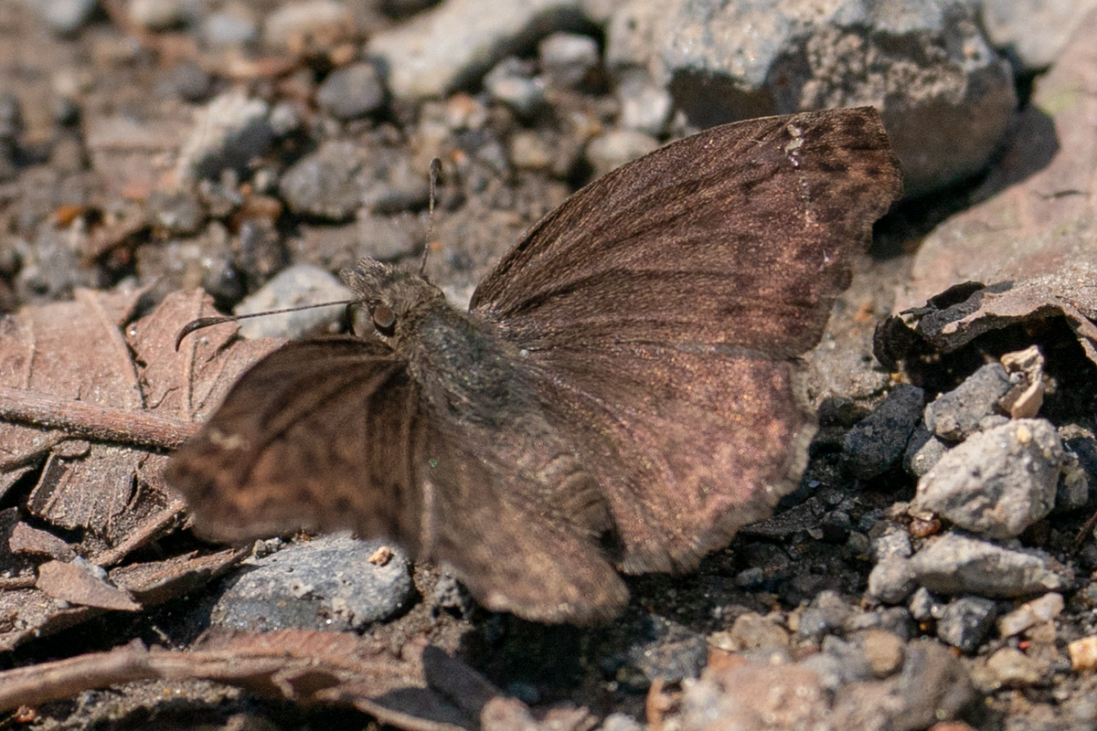 Dorsal de Anisochoria sublimbata